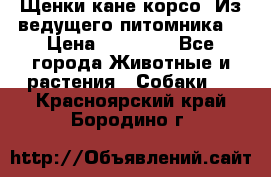Щенки кане корсо! Из ведущего питомника! › Цена ­ 60 000 - Все города Животные и растения » Собаки   . Красноярский край,Бородино г.